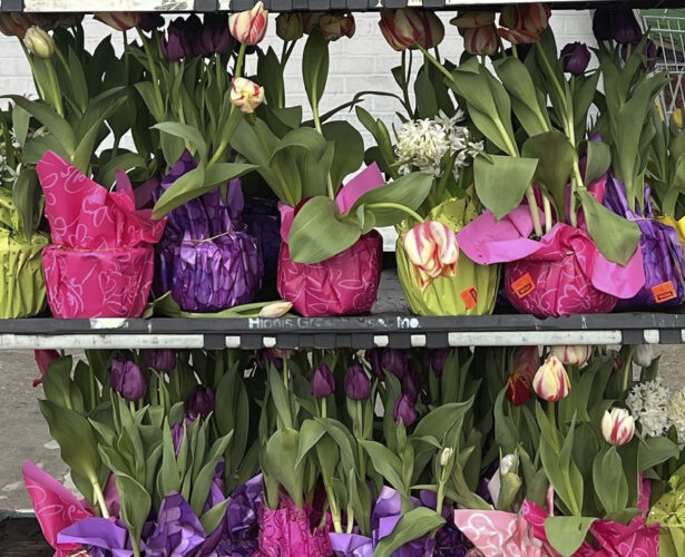 How to care for a potted lily, other gift plants